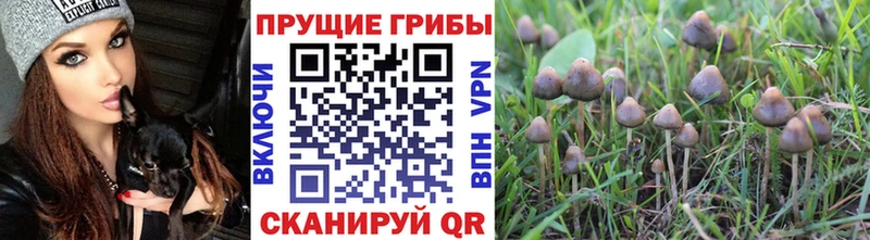 Купить где Горнозаводск Псилоцибиновые грибы Cubensis